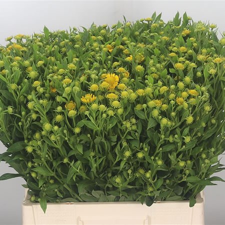 Helenium Kanaria