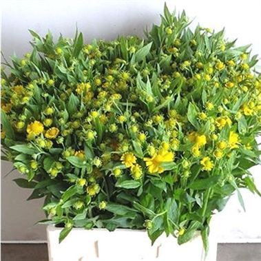 Helenium kanaria