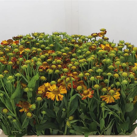Helenium Kupfersprudel