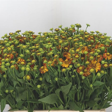 Helenium Kupfersprudel