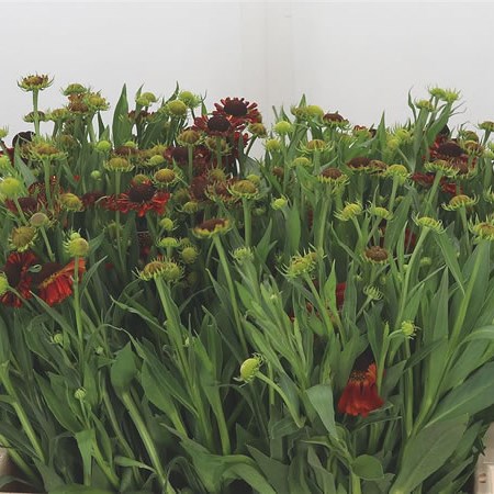 Helenium Red Moerheim
