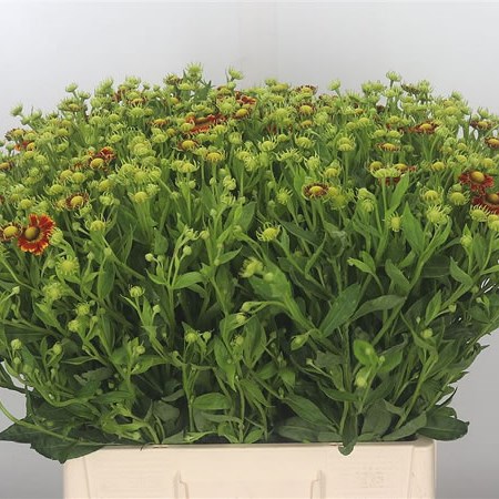 Helenium Zonnedam