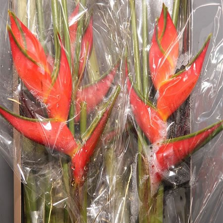 Heliconia Oriole