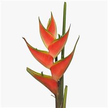 Heliconia Red Jewel