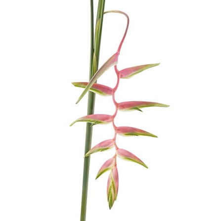 Heliconia Sexy Pink
