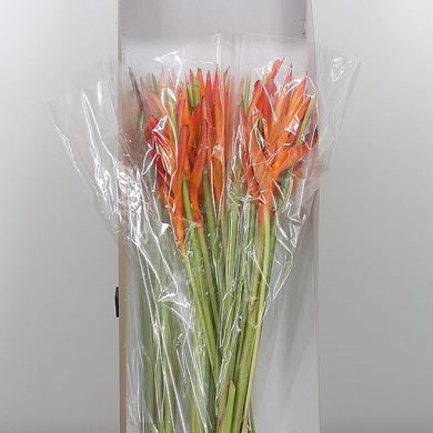 Heliconia Tropic Exotic