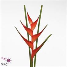 Heliconia Tropical