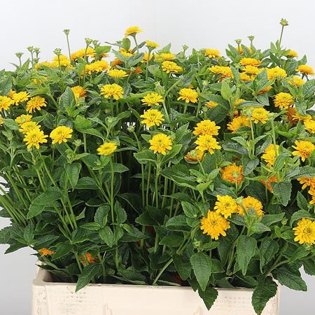 Heliopsis Asahi Yellow