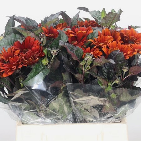 Heliopsis Autumn