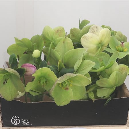 Hellebores Aarendelle Bella Green