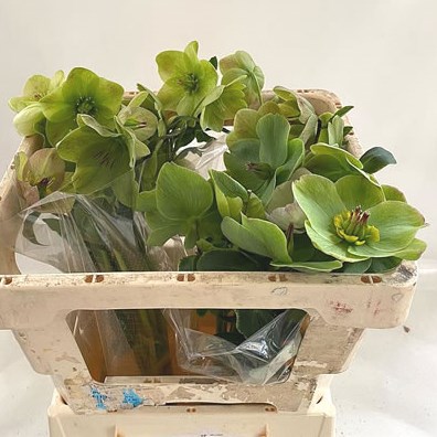 Hellebores Aarendelle Bella Green