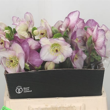 Hellebores Aarendelle Bella Picotee