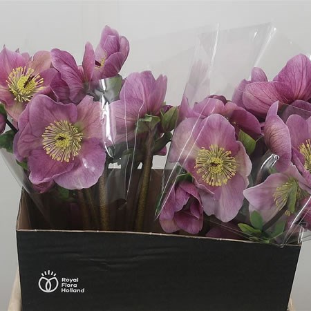 Hellebores Aarendelle Bella Pink
