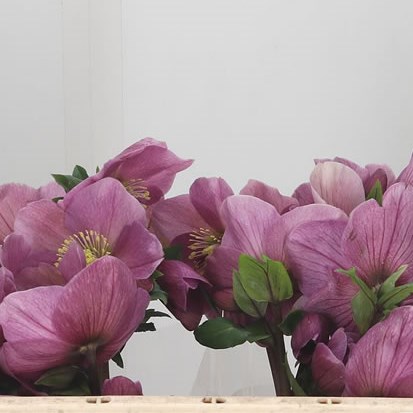 Hellebores Aarendelle Bella Pink
