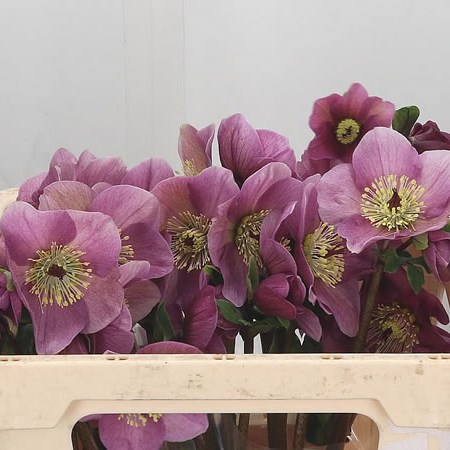 Hellebores Aarendelle Bella Pink (Extra)