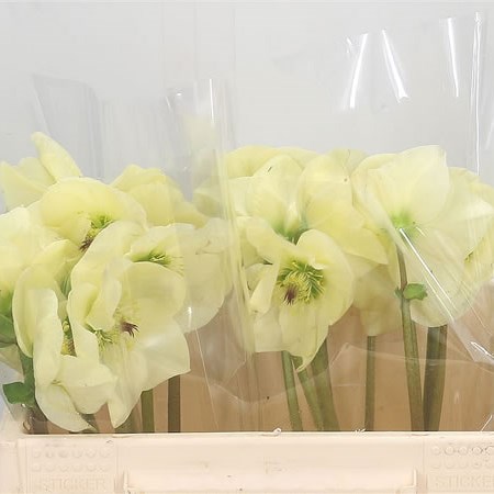 Hellebores Aarendelle Bella White