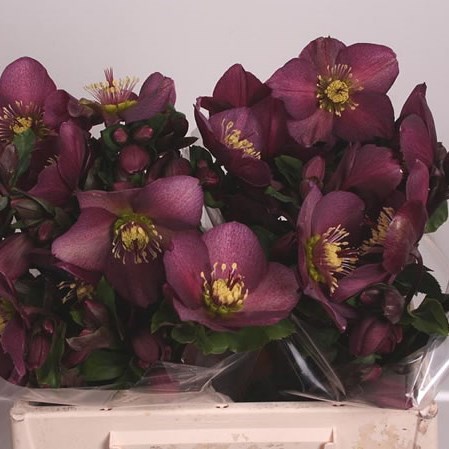 Hellebores Aarendelle Lexa Red