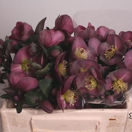 Hellebores Aarendelle Mara Dark Pink