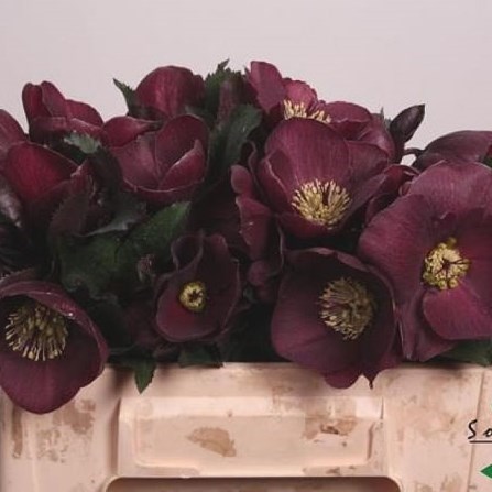 Hellebores Aarendelle Mara Dark Purple