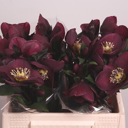 Hellebores Aarendelle Mara Dark Red