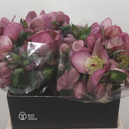 Hellebores Aarendelle Mara Picotee (Extra)