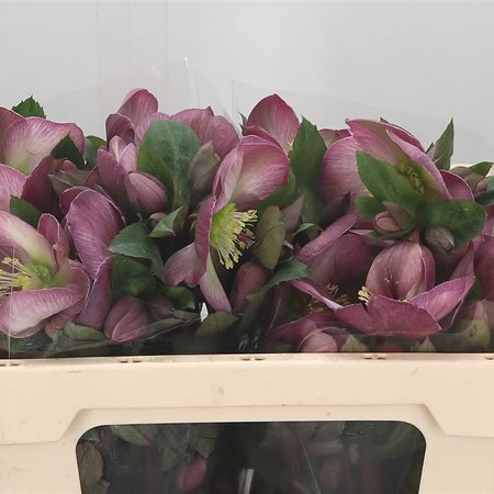 Hellebores Aarendelle Mara Picotee (Extra)