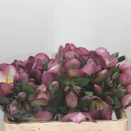 Hellebores Aarendelle Mara Picotee (Extra)