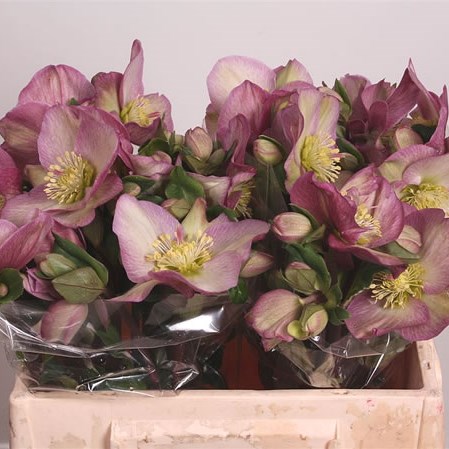 Hellebores Aarendelle Mara Pink