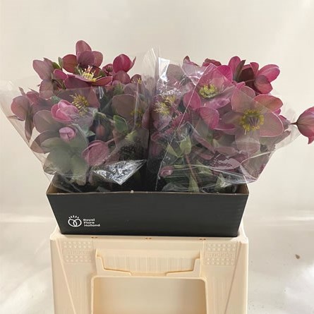 Hellebores Aarendelle Mara Purple
