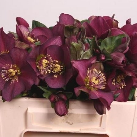 Hellebores Aarendelle Mara Red