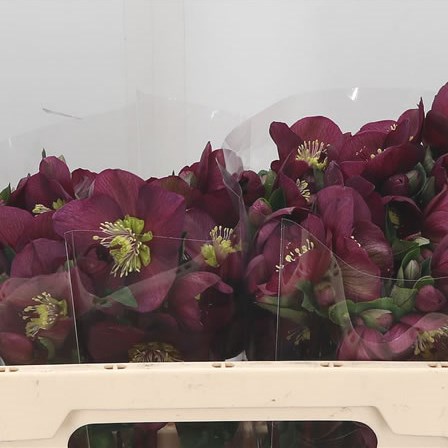 Hellebores Aarendelle Mara Red (Extra)