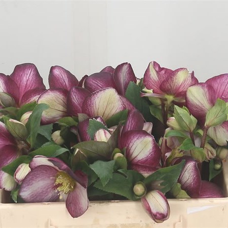 Hellebores Aarendelle Mara Red Picotee