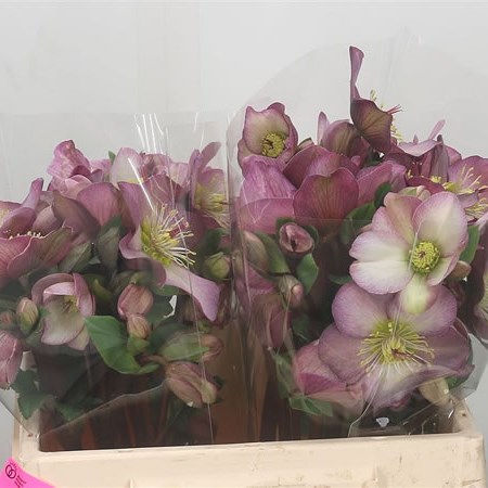 Hellebores Aarendelle Mara Red Picotee