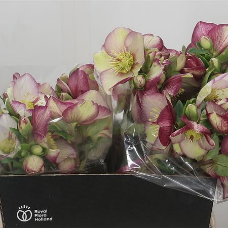 Hellebores Aarendelle Mara Red Picotee