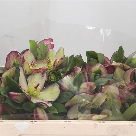 Hellebores Aarendelle Mara Red Picotee