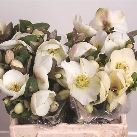 Hellebores Aarendelle Mara White