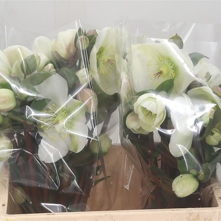 Hellebores Aarendelle Mara White