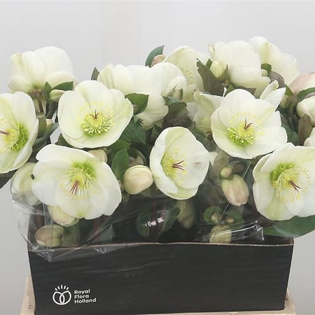 Hellebores Aarendelle Mara White