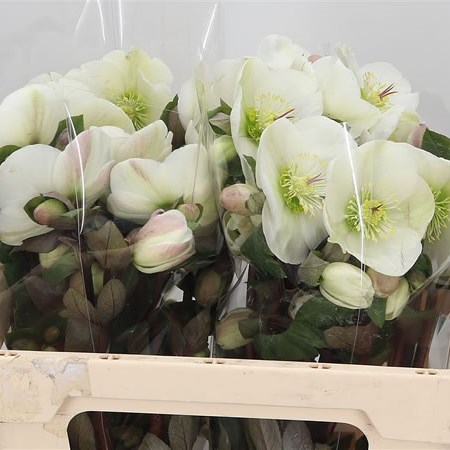 Hellebores Aarendelle Mara White (Extra)