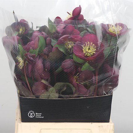 Hellebores Anna's Red