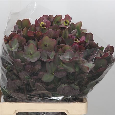 Hellebores Anna's Red (Extra)