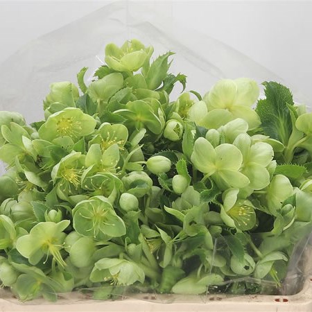 Hellebores Argutifolius