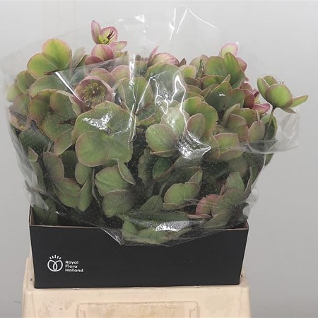 Hellebores Baylis