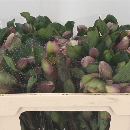Hellebores Baylis