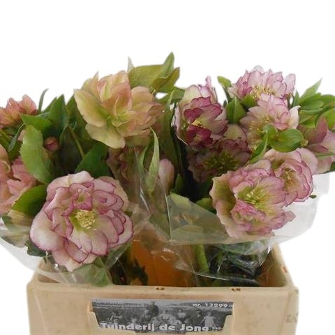 Hellebores Dbl. Ellen Picotee