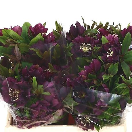 Hellebores Dbl. Ellen Red