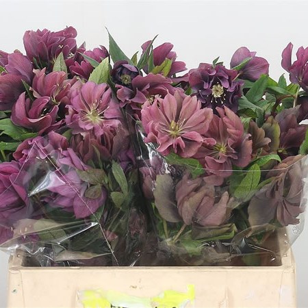 Hellebores Dbl. Ellen Red  EX