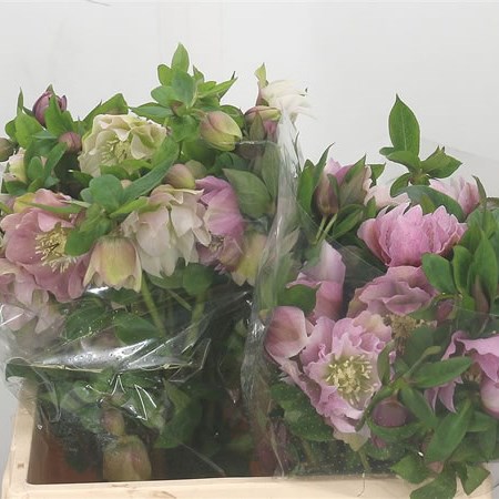 Hellebores Double Ellen Pink