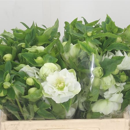 Hellebores Ellen White Double