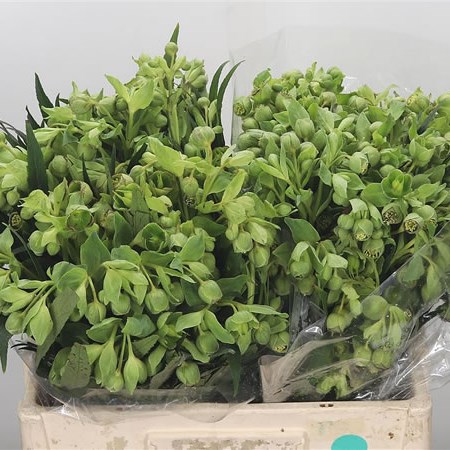 Hellebores Foetidus